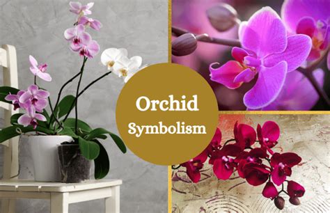 October Magic Orchids: a source of inspiration for artists